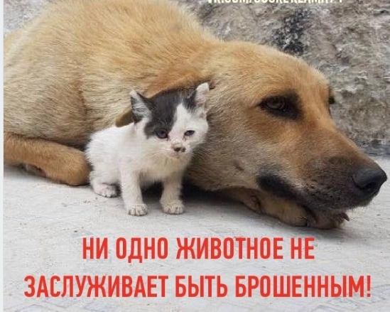 Уезжая с дач, не бросайте, пожалуйста, своих четвероногих питомцев!